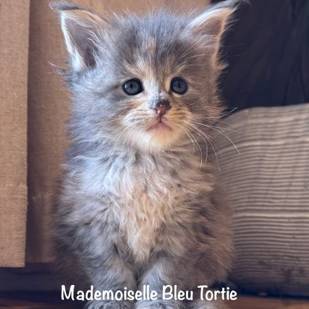 Magnifiques chatons maine coon loof #2