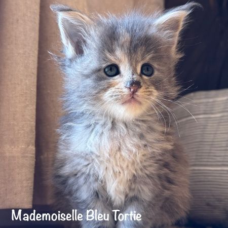 Magnifiques chatons maine coon loof #3