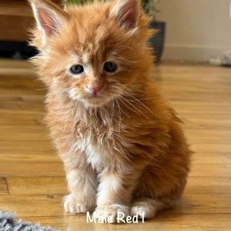 Magnifiques chatons maine coon loof #6