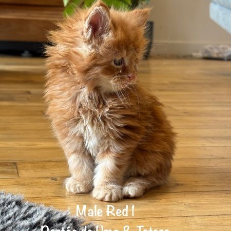 Magnifiques chatons maine coon loof #7