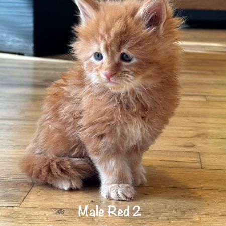 Magnifiques chatons maine coon loof #8