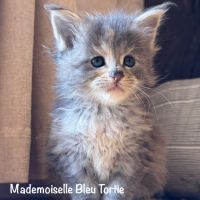 Magnifiques chatons maine coon loof #3