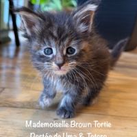 Magnifiques chatons maine coon loof #4
