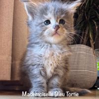 Magnifiques chatons maine coon loof #5