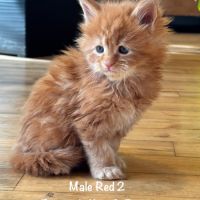 Magnifiques chatons maine coon loof #9