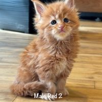Magnifiques chatons maine coon loof #0