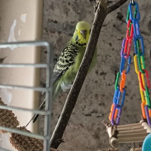 Couple de perruches ondulées à donner