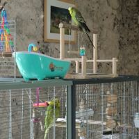 Couple de perruches ondulées à donner #3