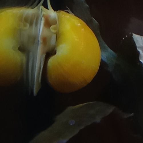 Escargots ampullaire jaunes