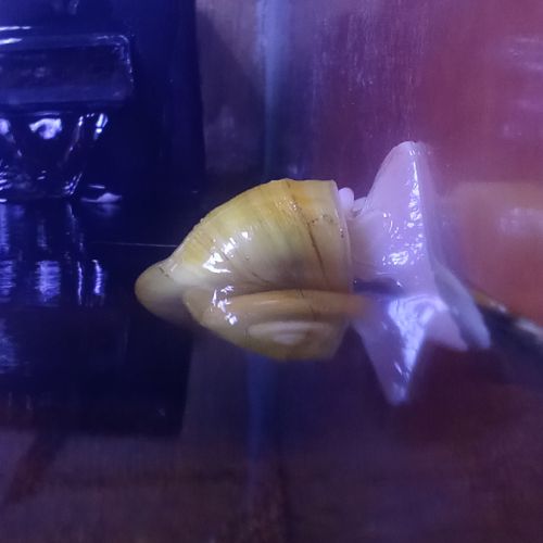 Escargots ampullaire jaunes #2