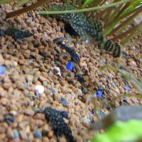 Escargots ampullaire jaunes #3