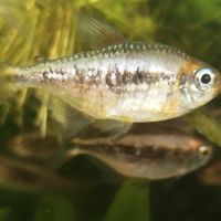 Moenkhausia nigromarginata