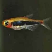 Tucanoichthys tucano #0