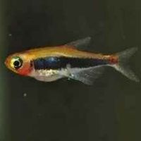 Tucanoichthys tucano