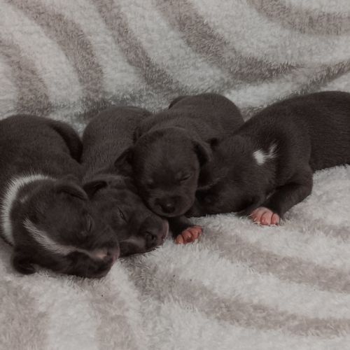 Chiots staffie bleu lof