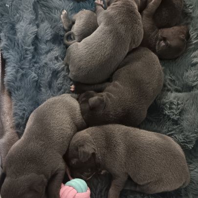 Chiots staffie bleu lof #3