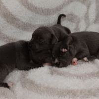 Chiots staffie bleu lof #1