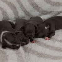 Chiots staffie bleu lof #0