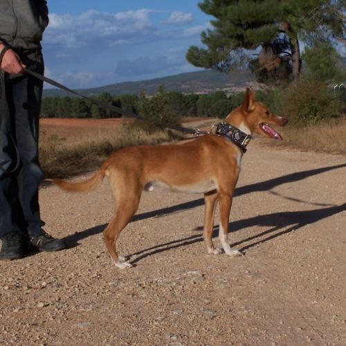 Colibri  1 an, petit chien affectueux et adorable #2