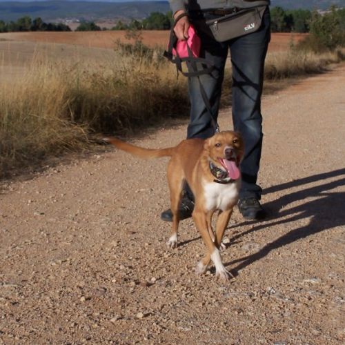 Colibri  1 an, petit chien affectueux et adorable #3