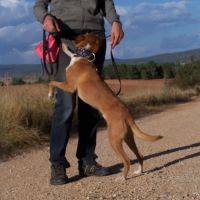 Colibri  1 an, petit chien affectueux et adorable #1