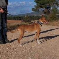 Colibri  1 an, petit chien affectueux et adorable #2