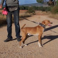 Colibri  1 an, petit chien affectueux et adorable #4