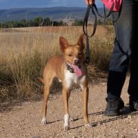 Colibri  1 an, petit chien affectueux et adorable #0