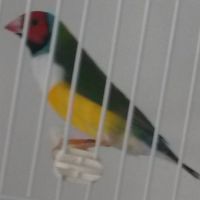 Vend male diamant de gould reproducteur #1