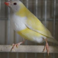 Vend male diamant de gould reproducteur #2
