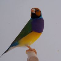 Vend male diamant de gould reproducteur