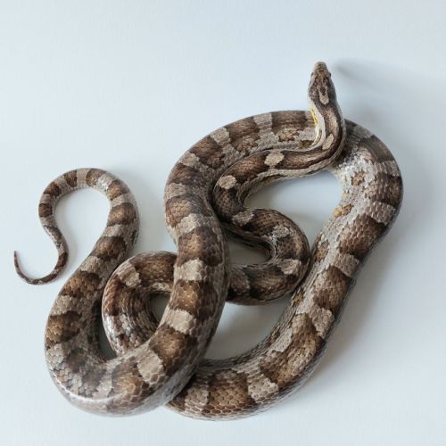 Jeunes pantherophis guttatus de mon élevage 2025 #1