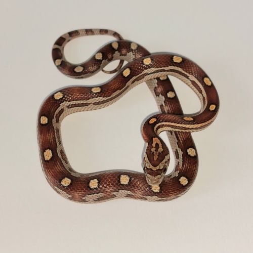 Jeunes pantherophis guttatus de mon élevage 2025 #3