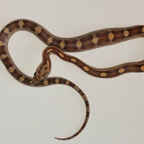 Jeunes pantherophis guttatus de mon élevage 2025 #4