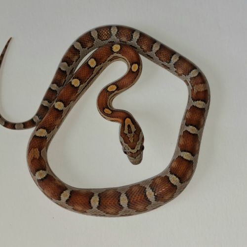 Jeunes pantherophis guttatus de mon élevage 2025 #5