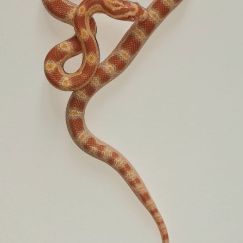 Jeunes pantherophis guttatus de mon élevage 2025 #6