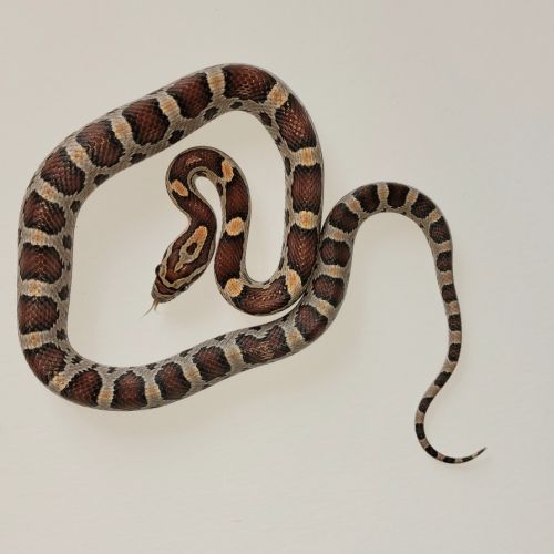 Jeunes pantherophis guttatus de mon élevage 2025 #7