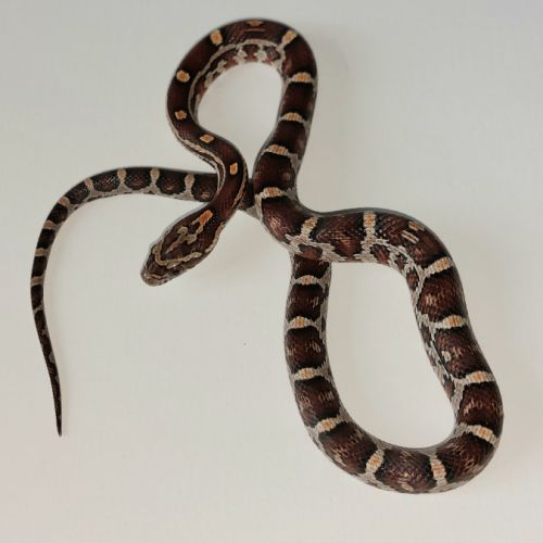 Jeunes pantherophis guttatus de mon élevage 2025 #8