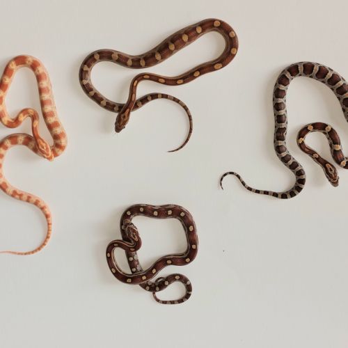 Jeunes pantherophis guttatus de mon élevage 2025 #9