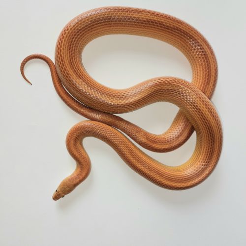 Jeunes pantherophis guttatus de mon élevage 2025 #0