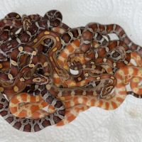 Jeunes pantherophis guttatus de mon élevage 2025 #2