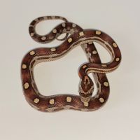 Jeunes pantherophis guttatus de mon élevage 2025 #3