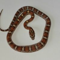 Jeunes pantherophis guttatus de mon élevage 2025 #5