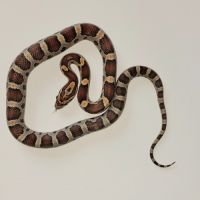 Jeunes pantherophis guttatus de mon élevage 2025 #7