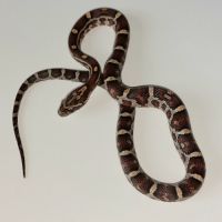 Jeunes pantherophis guttatus de mon élevage 2025 #8