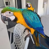 Bébé perroquets ara #1