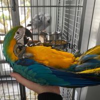 Bébé perroquets ara #0