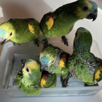 Bébé amazone à front bleu