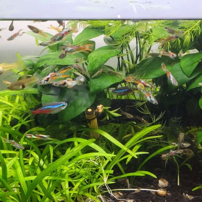 Crevette , poisson ,plante #2