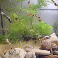 Crevette , poisson ,plante #1